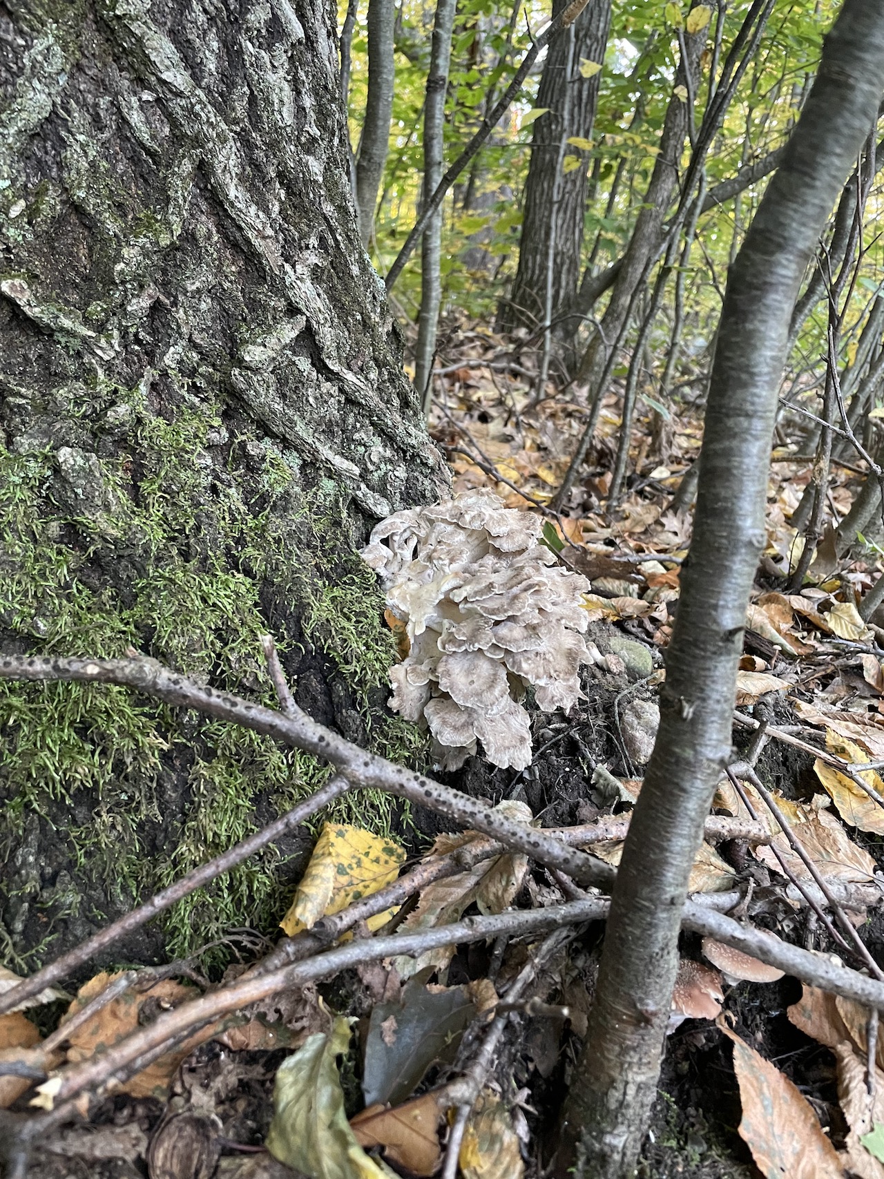 Hen of the Woods
