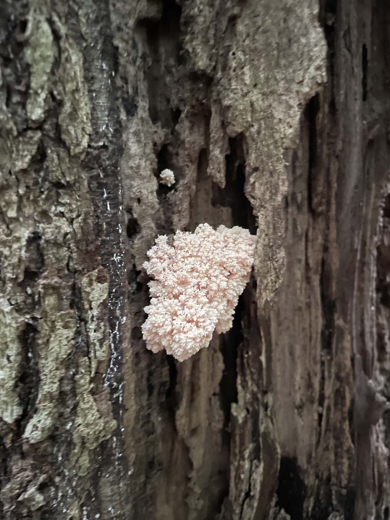 Hericium