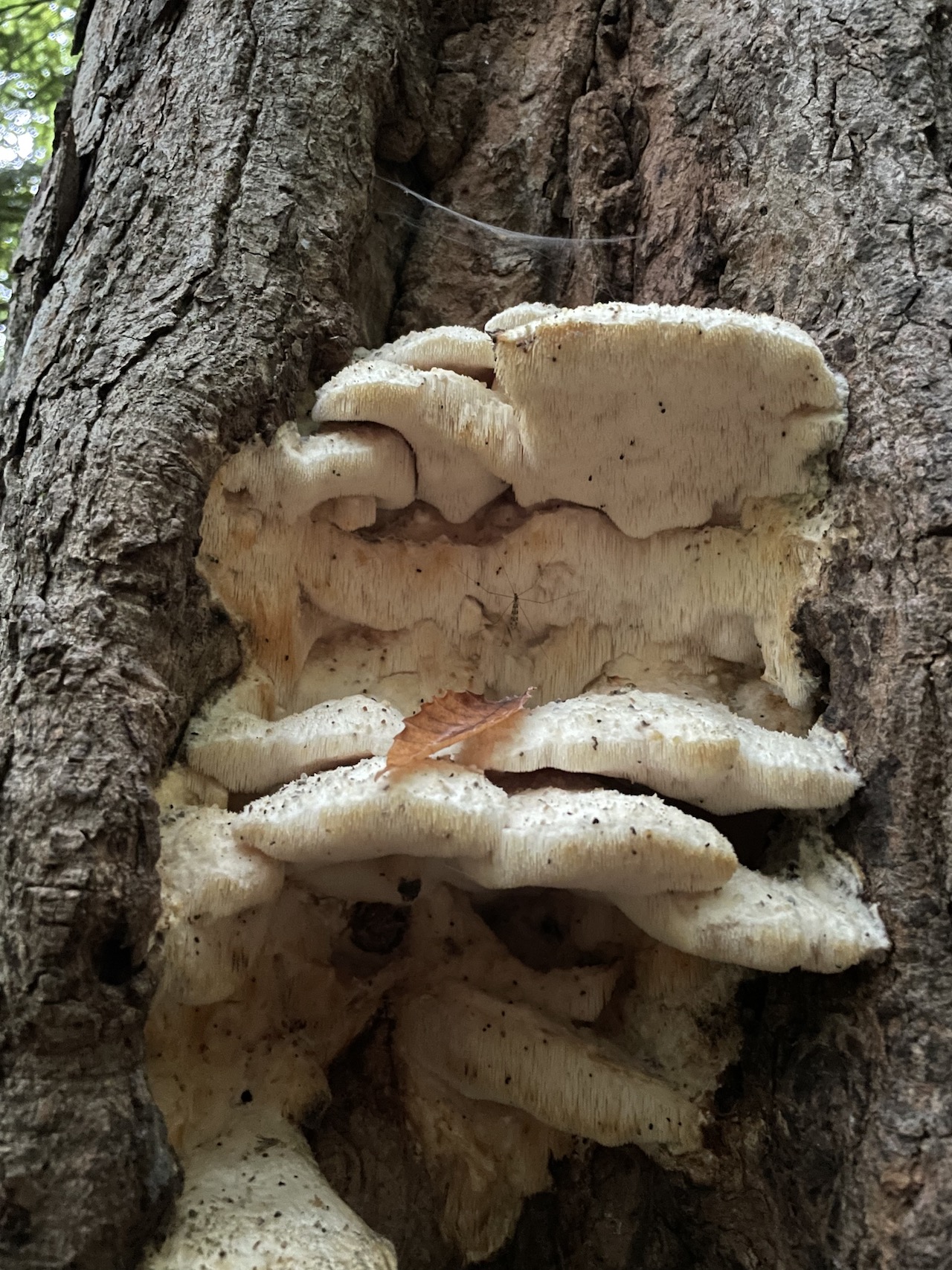 Hericium