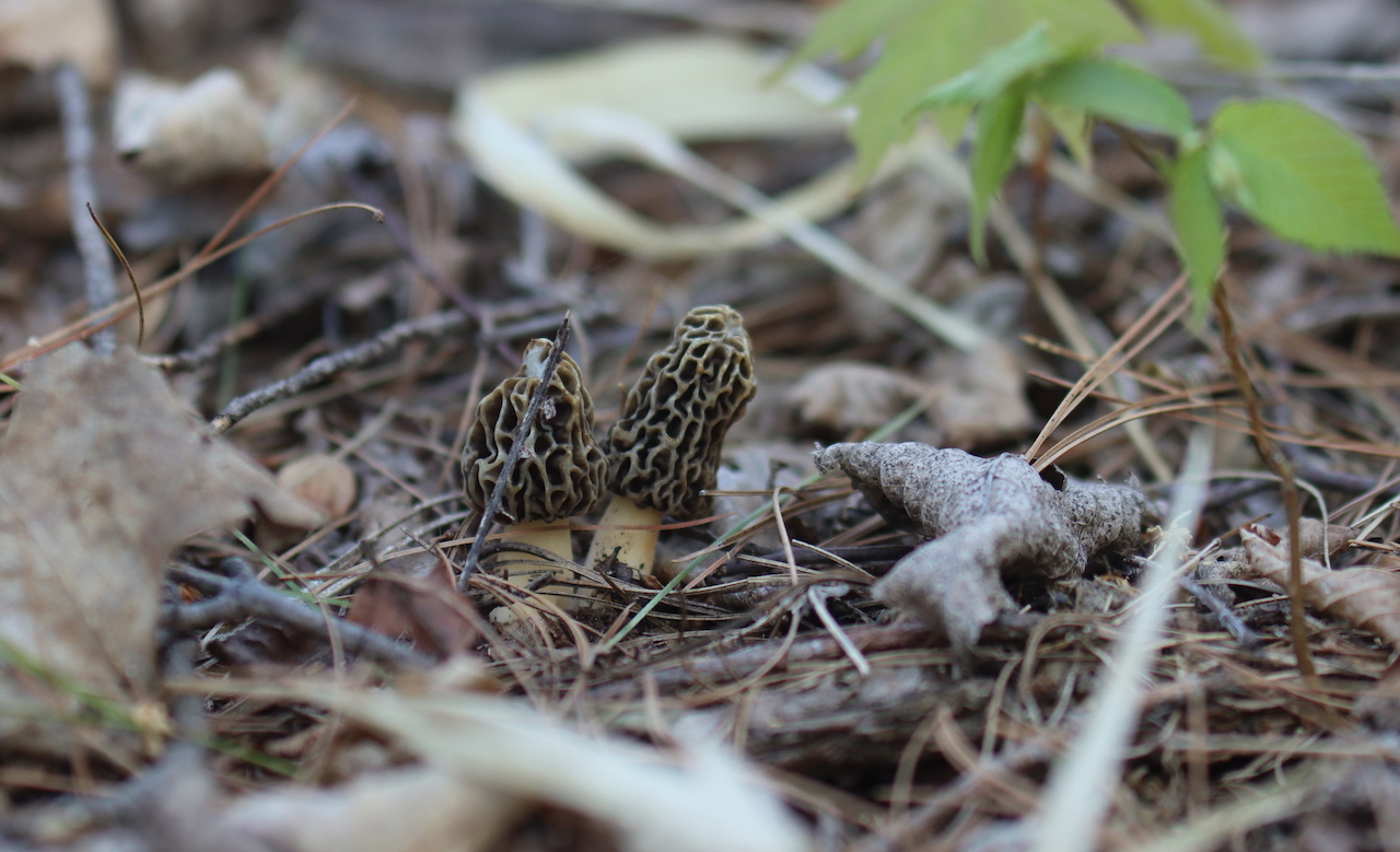 Morels