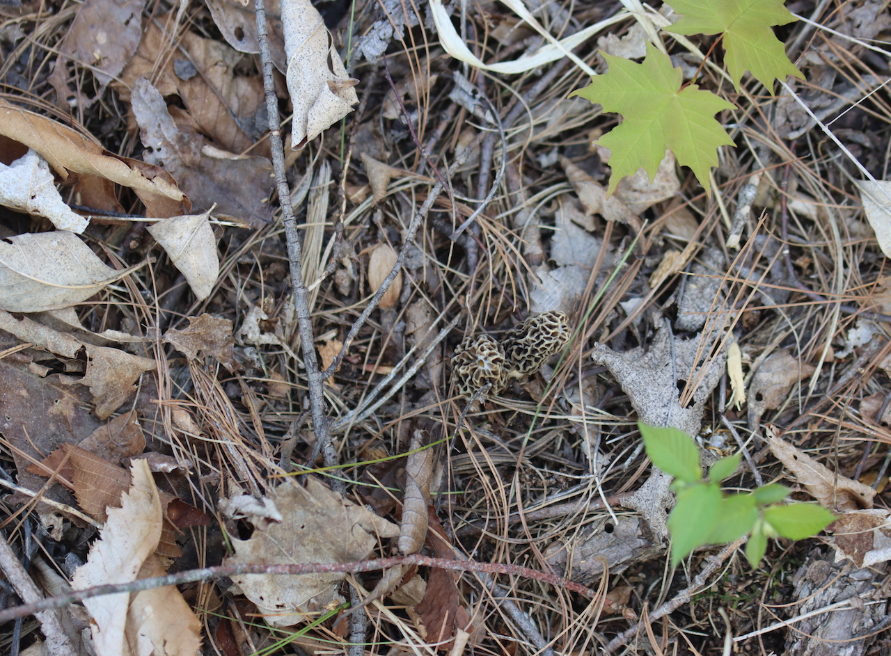 Morels from above