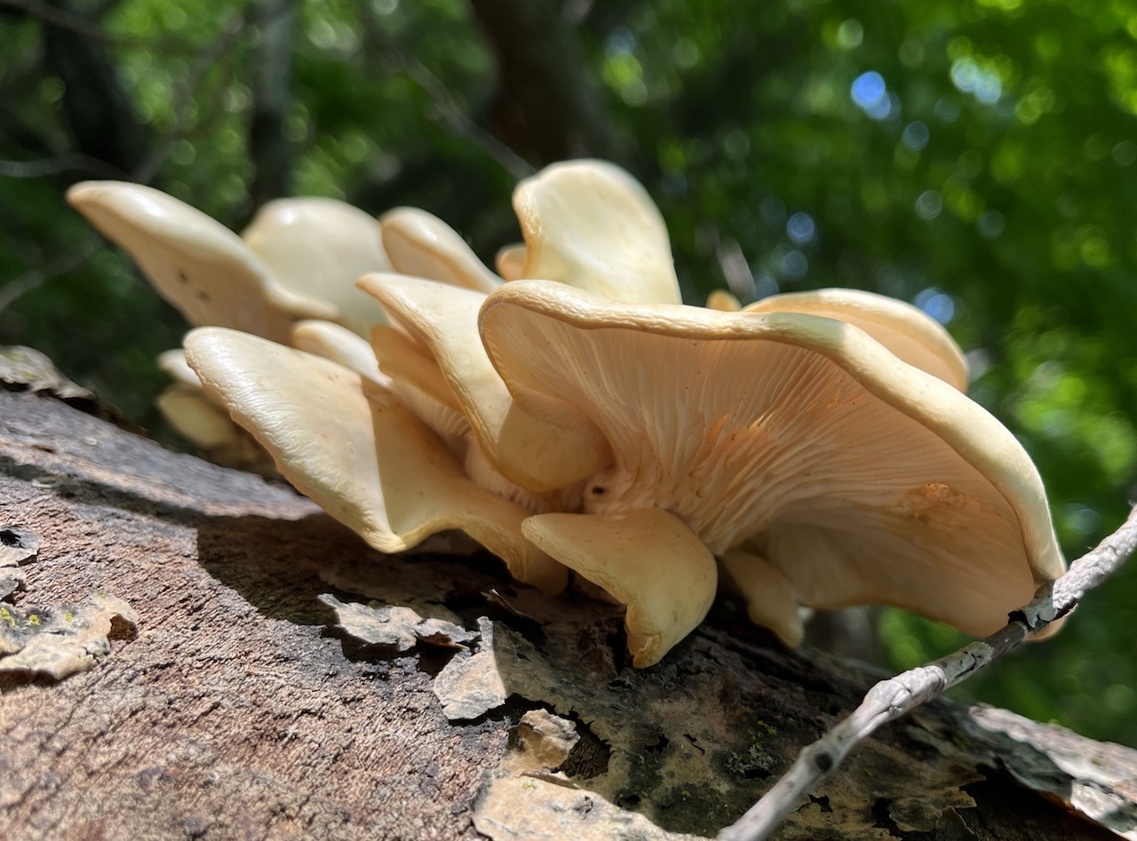 Oysters