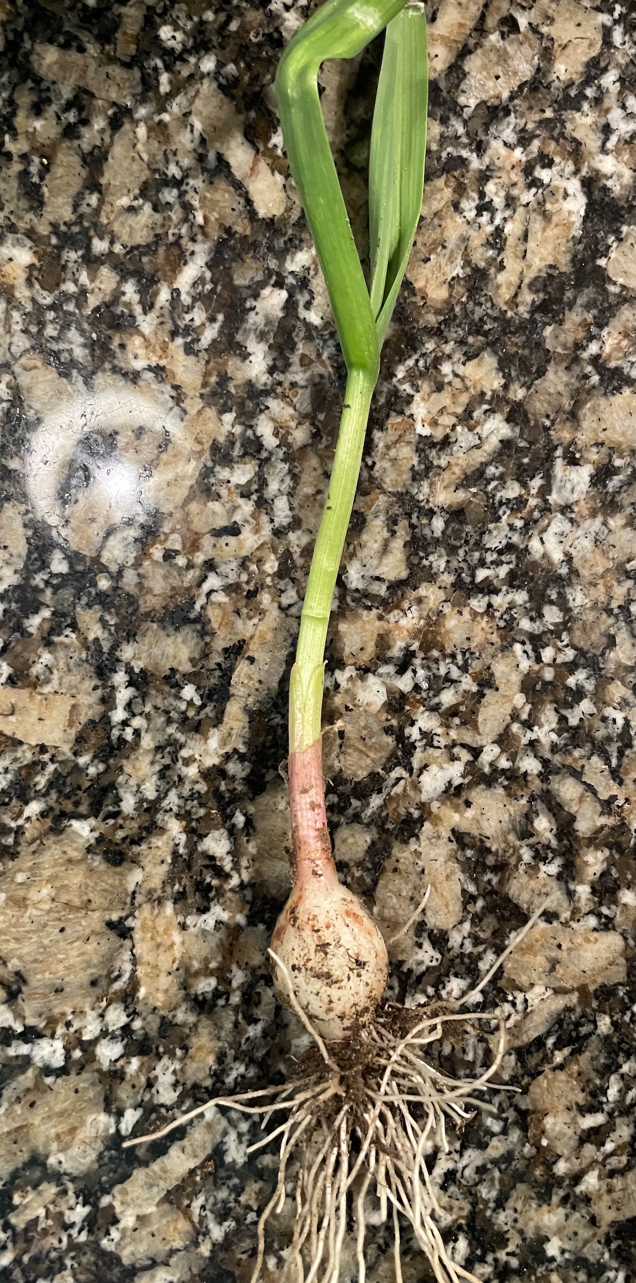 Ramps/Wild Onions
