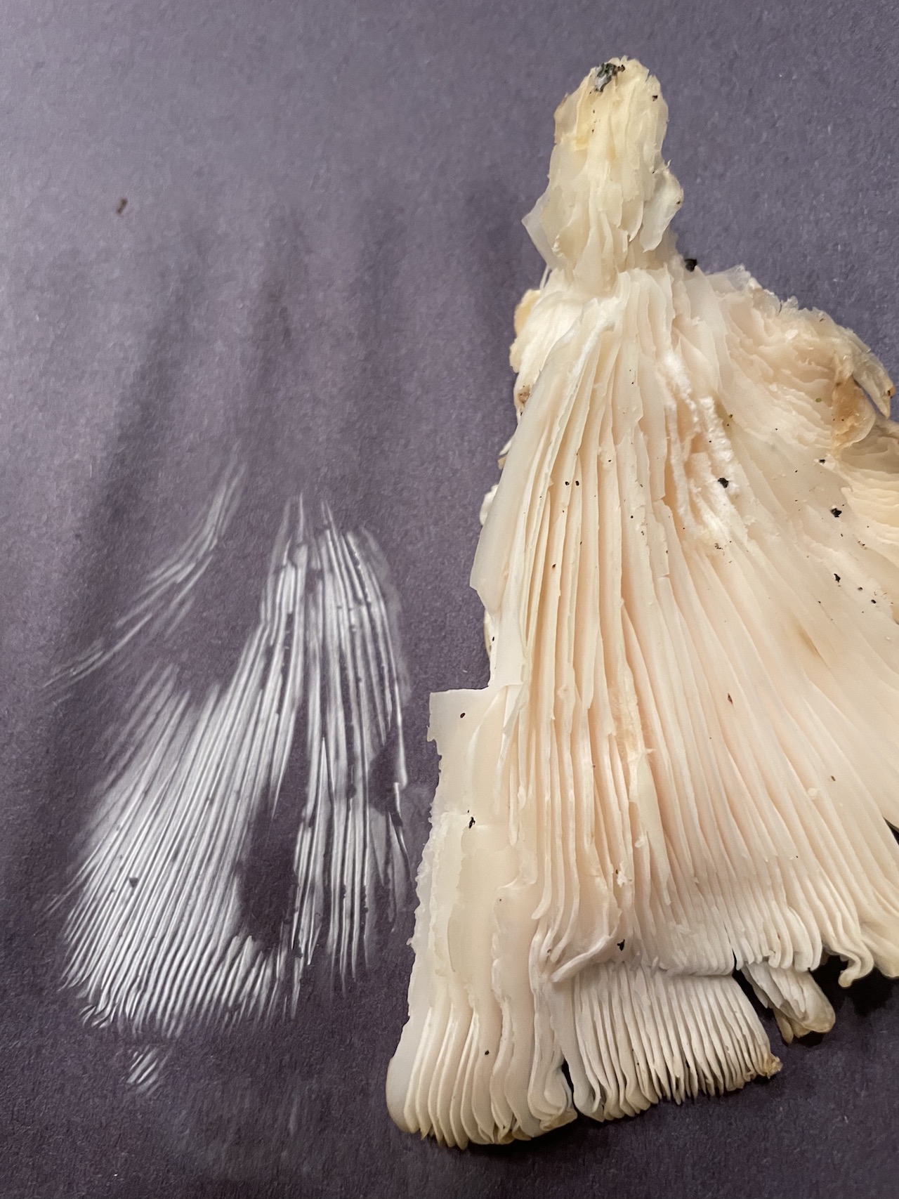 Spore Print
