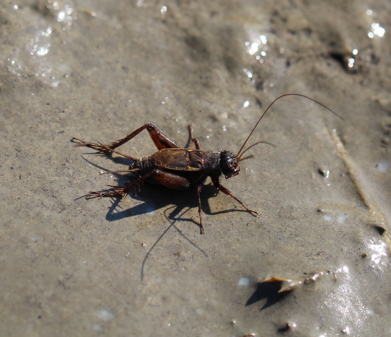 Bug3