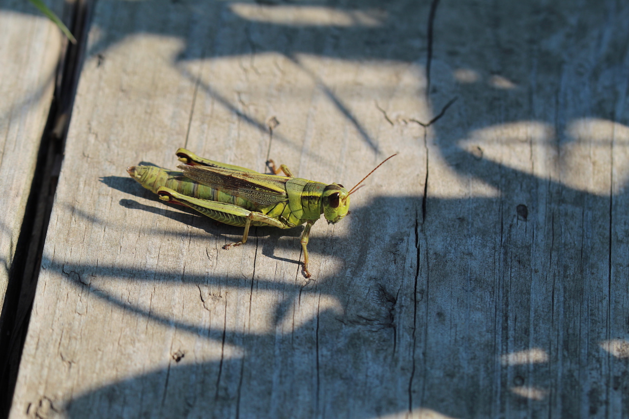 Bug4