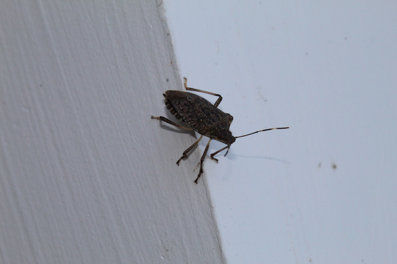 Bug5
