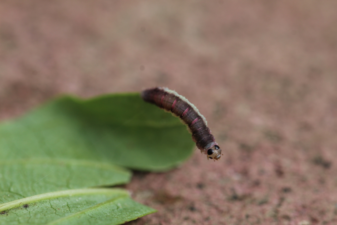 Bug7