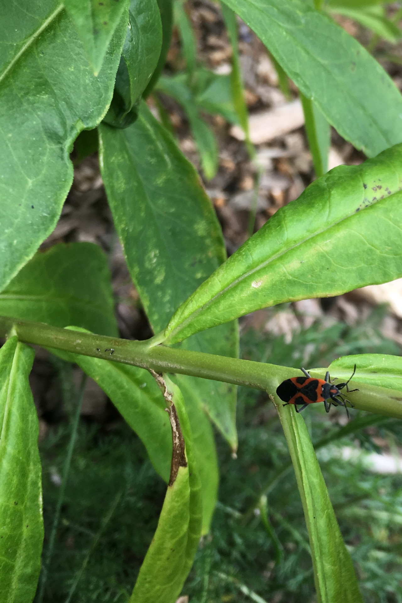 Bug8