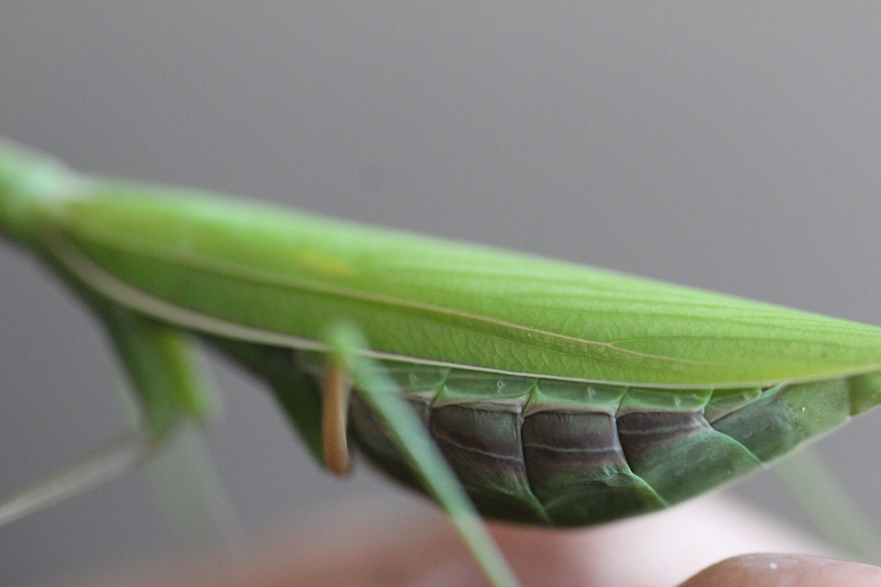 Mantis