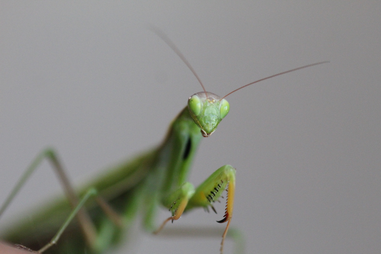 Mantis