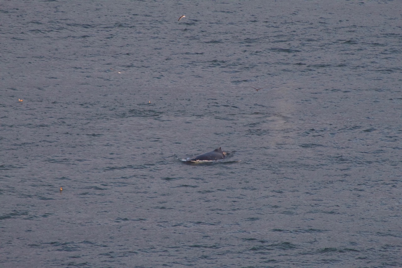 Humpback Whale Blowing