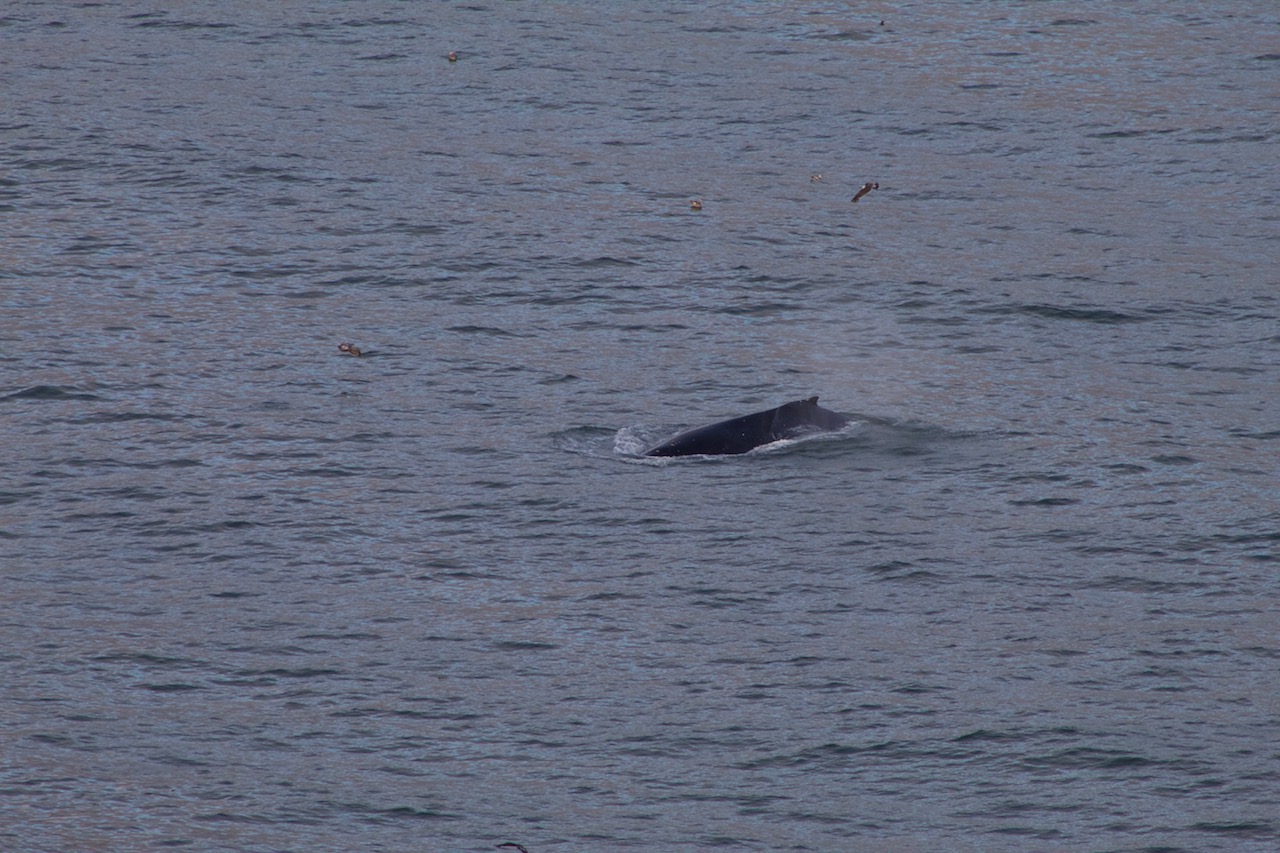 Humpback Whale Blowing