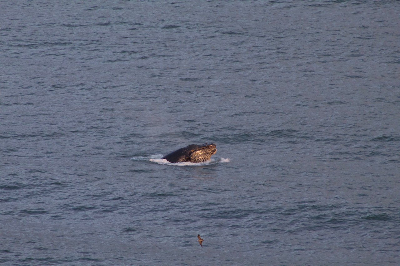 Humpback Whale Breaching