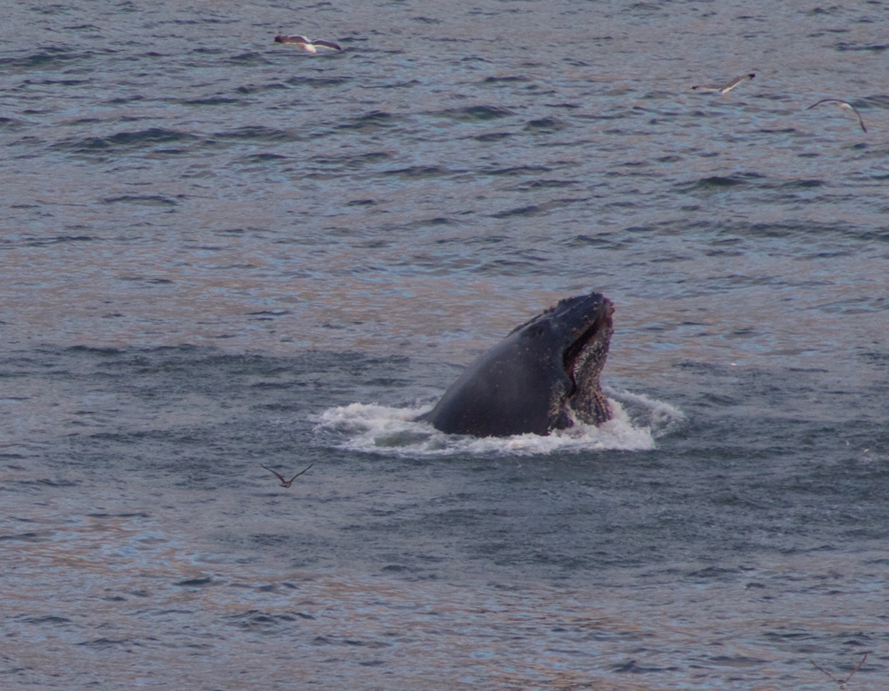 Humpback Whale Breaching