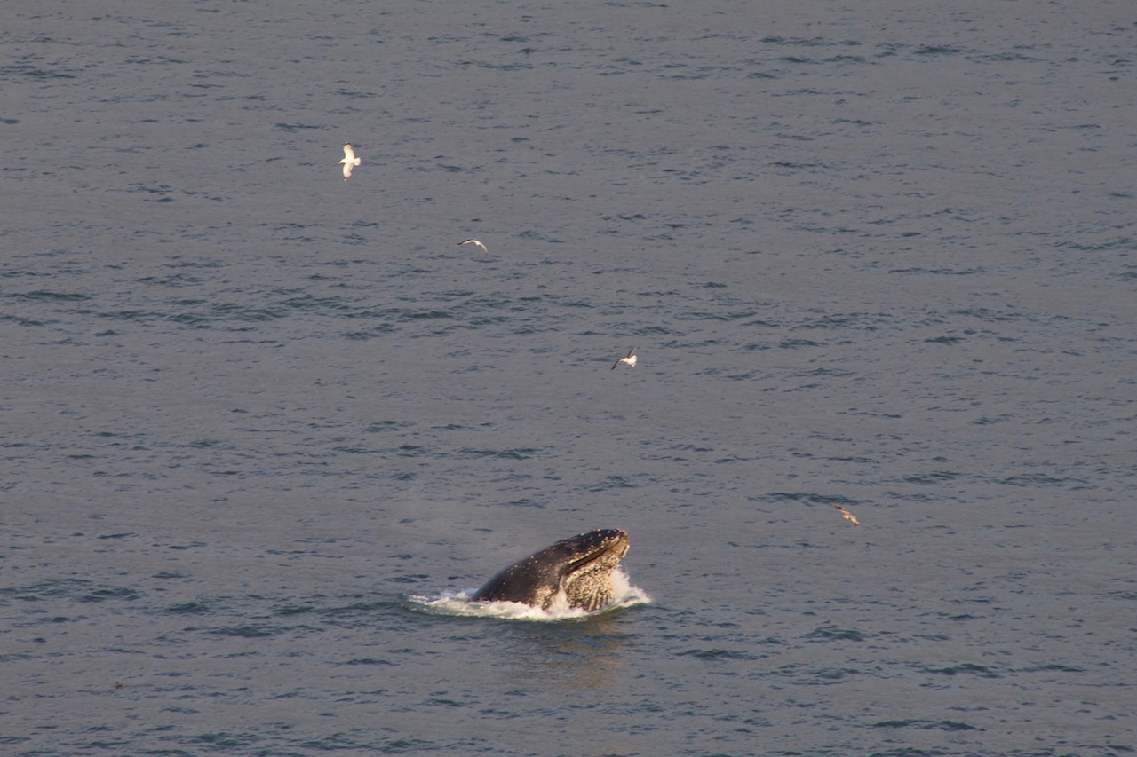 Humpback Whale Breaching