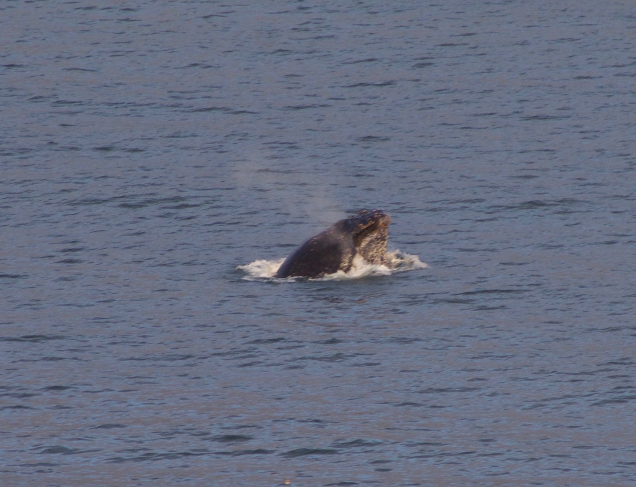 Humpback Whale Breaching